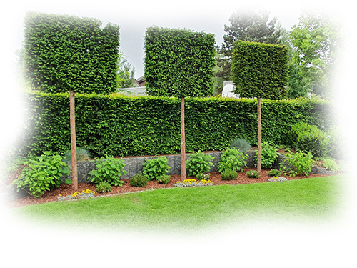 Rasen I Erneuerung I Rollrasen